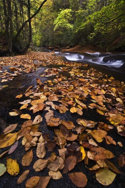 New York, Adirondack Mts Leaves and stream